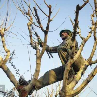 هرس کاری حرفه ای/هرس درختان/هرس|خدمات باغبانی و درختکاری|ماهنشان, |دیوار