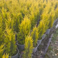 کاج،لاوسون