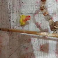 طوطی برزیلی