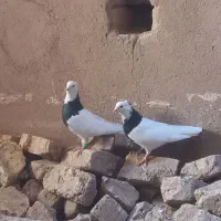 یک جفت کبوتر طوقی سالم|پرنده|شال, |دیوار