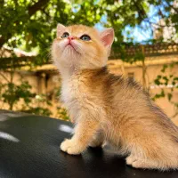 گربه بریتیش