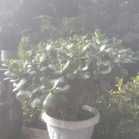 گل و گیاه طبیعی