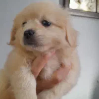 واگذاری توله های پامرین|سگ|فردیس, فردیس|دیوار