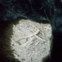 بو محلی پور گرت امسالی به فروش می‌رسد