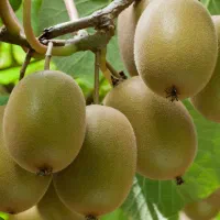 فروش کیوی|خوردنی و آشامیدنی|دالخانی, |دیوار