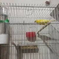 تعداد ی قناری نرو ماده|پرنده|بوشهر, |دیوار