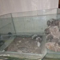 آکواریوم 1×./۵شیشه 6میل|لوازم جانبی حیوانات|مشهد, نیروی هوایی|دیوار