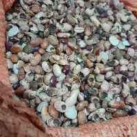 ضایعات حبوبات جهت مصرف دام|لوازم جانبی حیوانات|شیراز, شهرک والفجر|دیوار