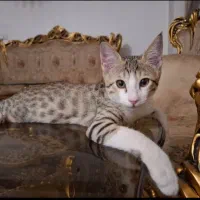گربه ۴ ماهه ناز و مهربون