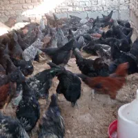 بوقلمون و نوچه|حیوانات مزرعه|ساوه, |دیوار