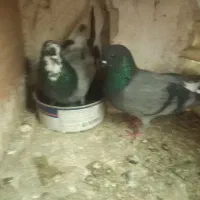 کبوتر