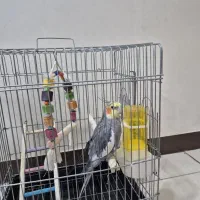 عروس هلندی