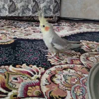 عروس کوتوله