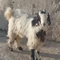 بزغاله نر چاق|حیوانات مزرعه|نیمروز, |دیوار