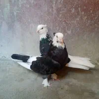 شازده سیاه دهن جور
