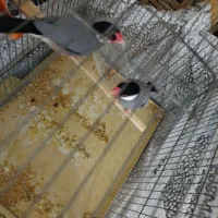 فنج نرگسی|پرنده|شهر ری, دولت‌آباد|دیوار