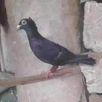 پرنده دورگ کاکلی