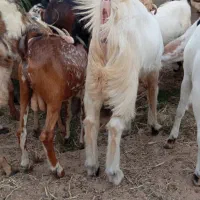 کهره و بره و بز نزار و گوسفند|حیوانات مزرعه|بندرعباس, |دیوار