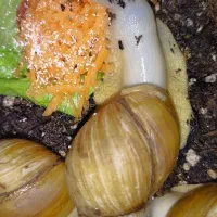 حلزون آلبینو