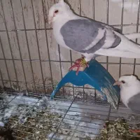 دوکت پلاکی کاکلی