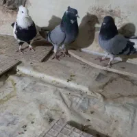 سه عدد کبوتر خوب|پرنده|اصفهان, دستگرده|دیوار