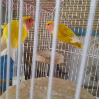 پرنده طوطی برزیلی|پرنده|کلاله, |دیوار