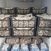 پخش قارچ ملکه سفید