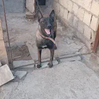 مالینویز ماده