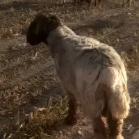 قوچ فروشی|حیوانات مزرعه|مرودشت, محمد آباد|دیوار