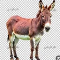 فروش خر آرام واهلی خر گله