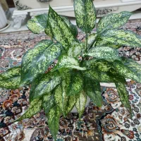 گیاه آگلونما|گل و گیاه طبیعی|گلبهار, شهر جدید گلبهار|دیوار