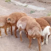 15بره نز کیلو 635یا 23800کلی اسفدن