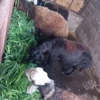 گوسفند افشار