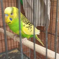 مرغ عشق نر|پرنده|شیراز, درکی|دیوار