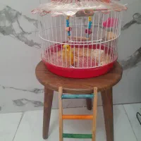 پرنده مرغ عشق با قفس فروش مبلغ پانصد هزار تومان