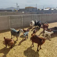 7راس بز کهره دار قرمز فروشی