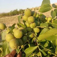 مجموعه تخصصی نهال سالم و شناسنامه دار