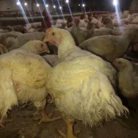 سرمایه گذاری در تولید مرغ