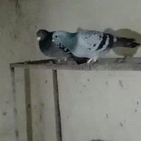 کفتر سبز پولکی