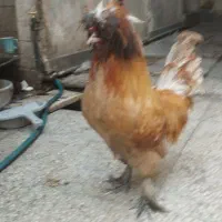 سلطان