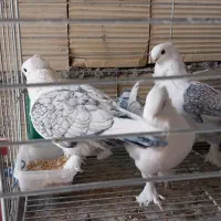 کبوتر زینتی|پرنده|فلاورجان, |دیوار