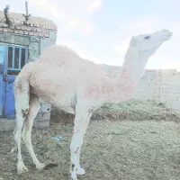 شتر سفید ماده|حیوانات مزرعه|خاش, |دیوار