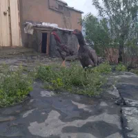 مرغ وخروس لاری