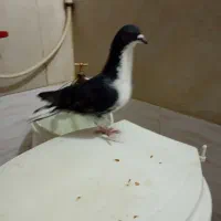 کبوتر هوای نر ۲۰۰|پرنده|شیراز, کوشک میدان|دیوار