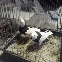 کبوتر پرشی شمرونی وطوقی|پرنده|ری, سیزده آبان|دیوار