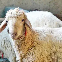 گوسفند زنده و بهداشتی