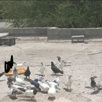 کفتر حکمی|پرنده|میناب, |دیوار