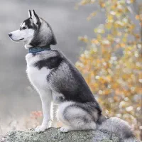 سگ هاسکی|سگ|اردبیل, |دیوار