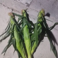 بلال