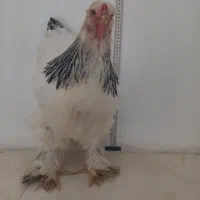 سه عدد مرغ برهما لایت بوف بلو لایت و بوف لایت